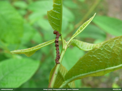 PILARZOWATE ZERUJACA GASIENICA 